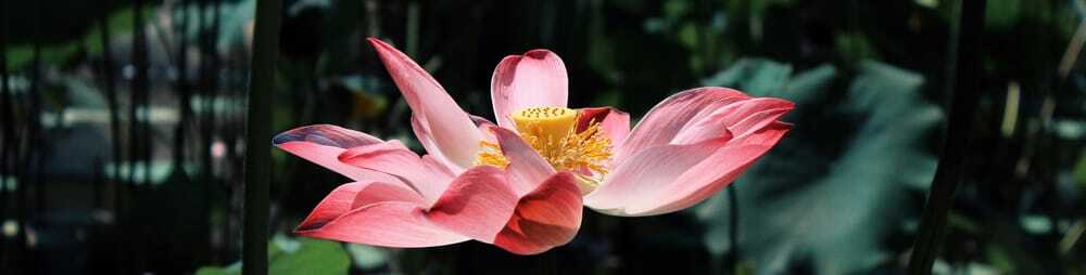 Chuyên đề về Trợ Niệm